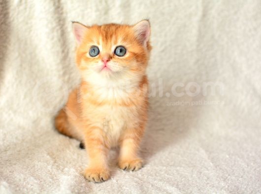 Şampiyon Soyundan Ny11 Golden British Shorthair görsel