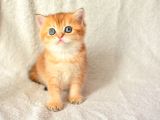 Şampiyon Soyundan Ny11 Golden British Shorthair