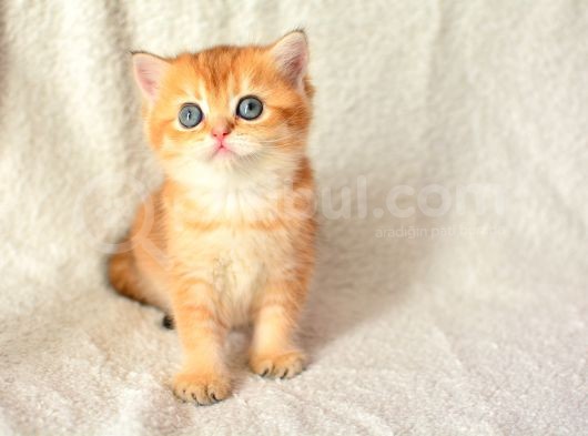 Şampiyon Soyundan Ny11 Golden British Shorthair görsel