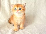 Şampiyon Soyundan Ny11 Golden British Shorthair