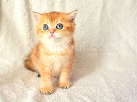 Şampiyon Soyundan Ny11 Golden British Shorthair görsel