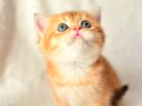 Şampiyon Soyundan Ny11 Golden British Shorthair