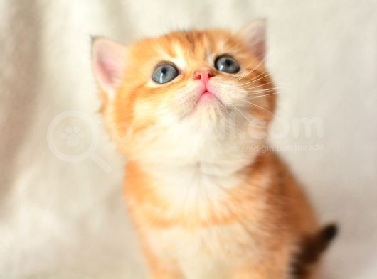 Şampiyon Soyundan Ny11 Golden British Shorthair görsel
