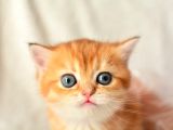 Şampiyon Soyundan Ny11 Golden British Shorthair