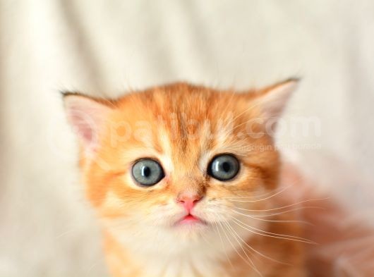 Şampiyon Soyundan Ny11 Golden British Shorthair görsel
