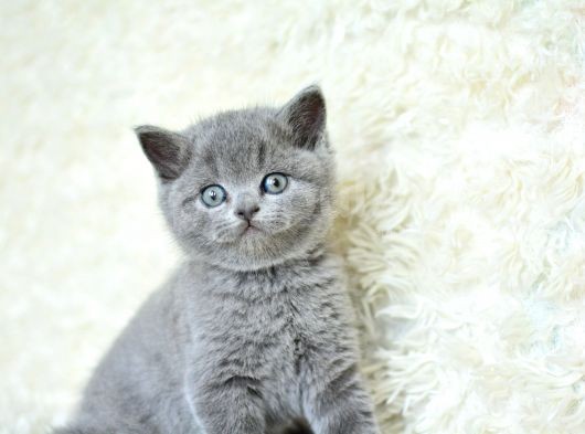 Muhteşem Güzellikte Gri British Shorthair Yavrumuz