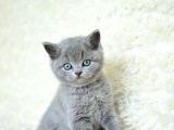 Muhteşem Güzellikte Gri British Shorthair Yavrumuz