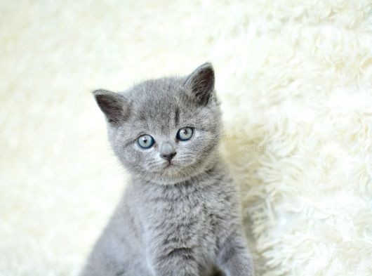 Muhteşem Güzellikte Gri British Shorthair Yavrumuz görsel