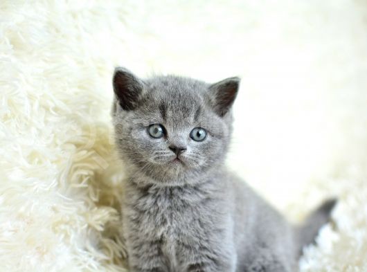 Muhteşem Güzellikte Gri British Shorthair Yavrumuz görsel