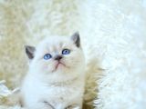 Muhteşem Blue Point British Shorthair Yavrumuz