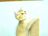 Şampiyonluk Soyundan Ny12 Golden Brtish Shorthair