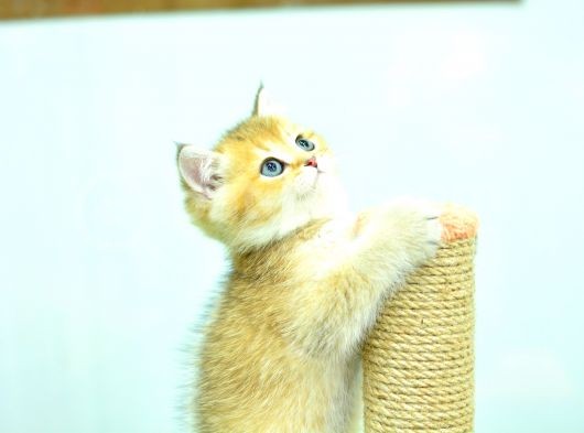 Şampiyonluk Soyundan Ny12 Golden Brtish Shorthair görsel