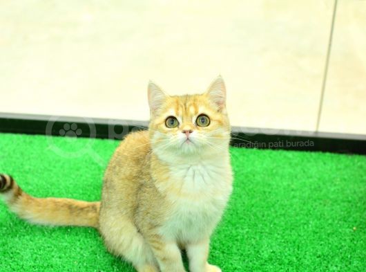 Kupa Düzeyinde Ny11 Golden British Shorthair Erkek görsel