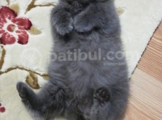 Mi̇nnaklar Sahi̇plendi̇ri̇meye Hazirdir görsel