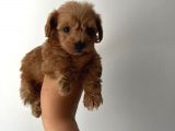 Üst Düzey Sevimli Maltipoo Bebekler