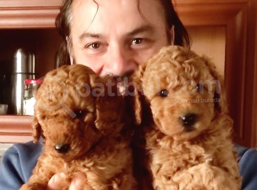 Orjinal Toy Poodle Yavrular görsel