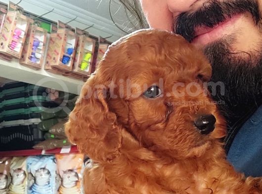 Orjinal Toy Poodle Yavrular görsel