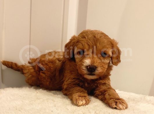 Üst Düzey Sevimli Maltipoo Bebekler görsel