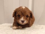 Üst Düzey Sevimli Maltipoo Bebekler