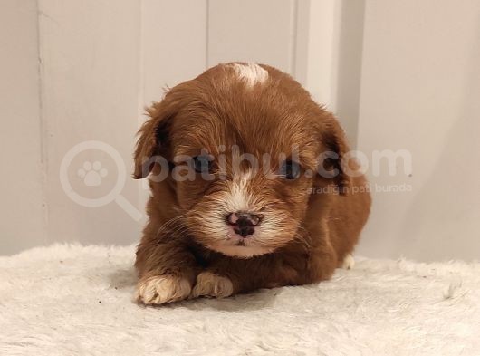 Üst Düzey Sevimli Maltipoo Bebekler görsel