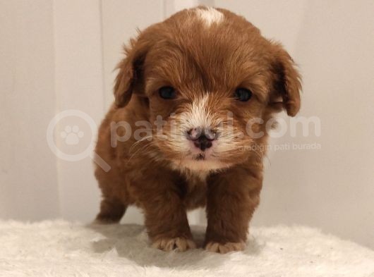 Üst Düzey Sevimli Maltipoo Bebekler