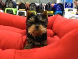 Yorkshire Terrier Yavrulari Voanlp Pet Garantisiyle