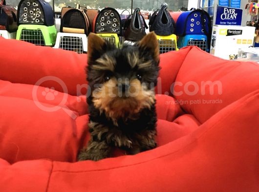 Yorkshire Terrier Yavrulari Voanlp Pet Garantisiyle görsel