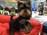 YORKSHIRE TERRIER YAVRULARI VOANLP PET GARANTISIYLE