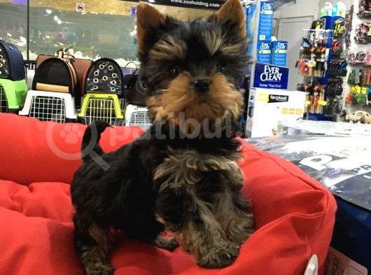 Yorkshire Terrier Yavrulari Voanlp Pet Garantisiyle
