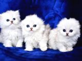 Üst düzey silver longhair yavrularımız