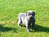 Blue  Si̇yah Renk Cane Corso Yavrularimiz