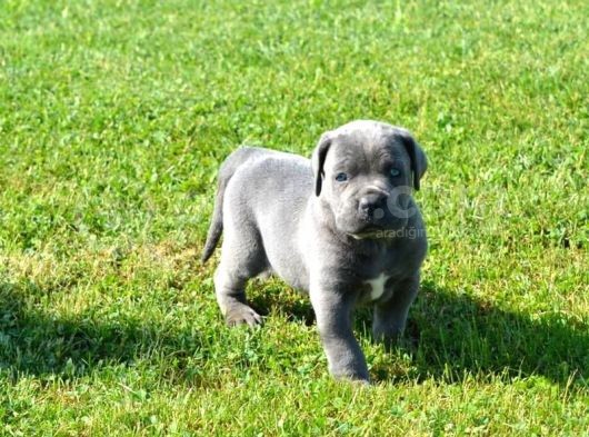 Blue  Si̇yah Renk Cane Corso Yavrularimiz görsel