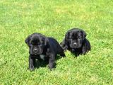 Blue  Si̇yah Renk Cane Corso Yavrularimiz