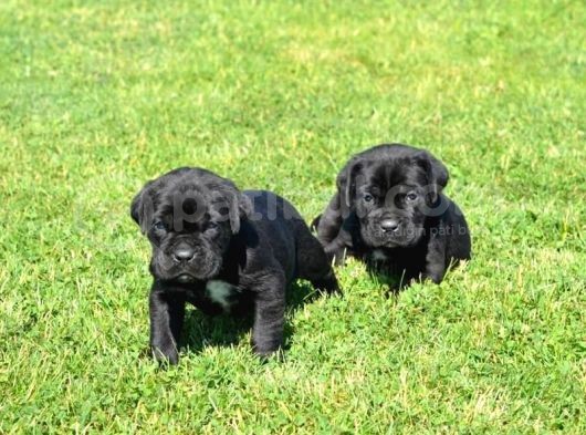 Blue  Si̇yah Renk Cane Corso Yavrularimiz görsel