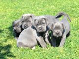 Blue  Si̇yah Renk Cane Corso Yavrularimiz