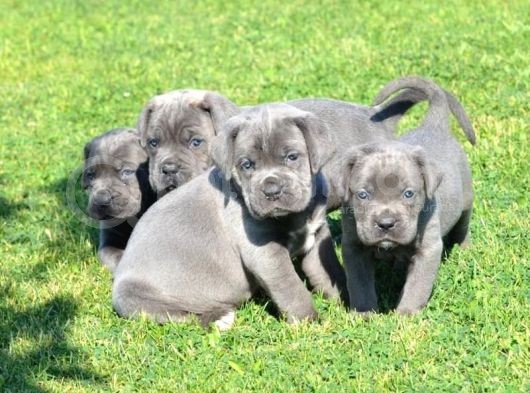 Blue  Si̇yah Renk Cane Corso Yavrularimiz görsel