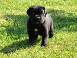 BLUE  SİYAH RENK CANE CORSO YAVRULARIMIZ