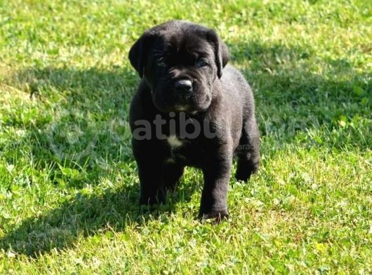 Blue  Si̇yah Renk Cane Corso Yavrularimiz