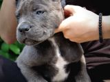 Blue  Si̇yah Renk Cane Corso Yavrularimiz