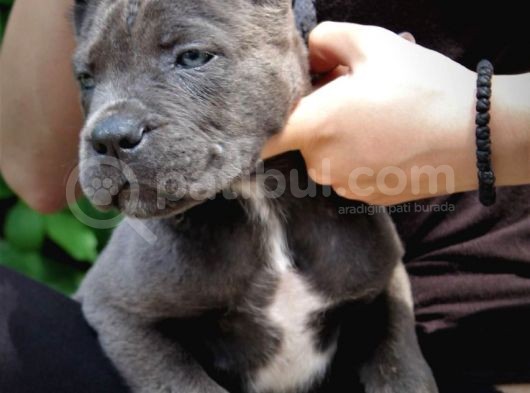 Blue  Si̇yah Renk Cane Corso Yavrularimiz görsel