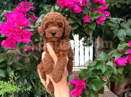 EFSANE KALITDE TOY POODLE YAVRULARI VONALP PET GARANTISIYLE