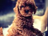 Efsane Güzelli̇kte Toy Poodle Yavrulari Vonalp Pet Garantisiyle