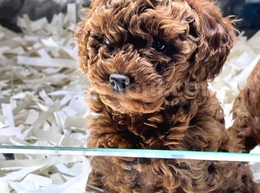 Efsane Güzelli̇kte Toy Poodle Yavrulari Vonalp Pet Garantisiyle