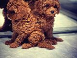 Efsane Güzelli̇kte Toy Poodle Yavrulari Vonalp Pet Garantisiyle