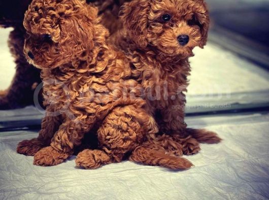 Efsane Güzelli̇kte Toy Poodle Yavrulari Vonalp Pet Garantisiyle görsel