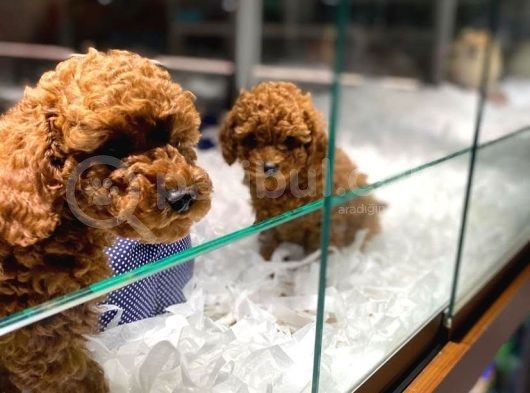 Efsane Güzelli̇kte Toy Poodle Yavrulari Vonalp Pet Garantisiyle görsel