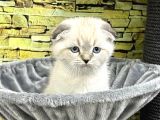 Vonalp Pet Garantisiyle Scotti̇sh Fold Bebeklerimiz