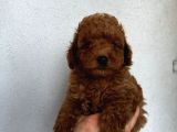 Mükemmel Güzelli̇kte Poodle Bebekler