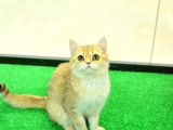 Kupa Düzeyinde Ny11 Golden British Shorthair Erkek