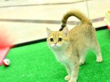 Kupa Düzeyinde Ny11 Golden British Shorthair Erkek